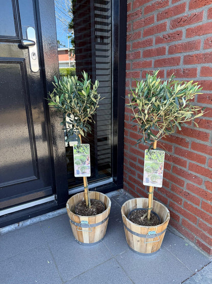 Plant op Stam - Olea Europaea - Terras Plant - Bladhoudend - Winterhard - Olijfgroen Blad - Pot 19cm Hoogte 90cm