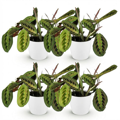 Kamerplant - Maranta Fascinator Tricolour - Gebedsplant - Huisdiervriendelijke Plant - Groen - 4 Planten - met Potter Wit - Pot 12cm - Hoogte 25cm