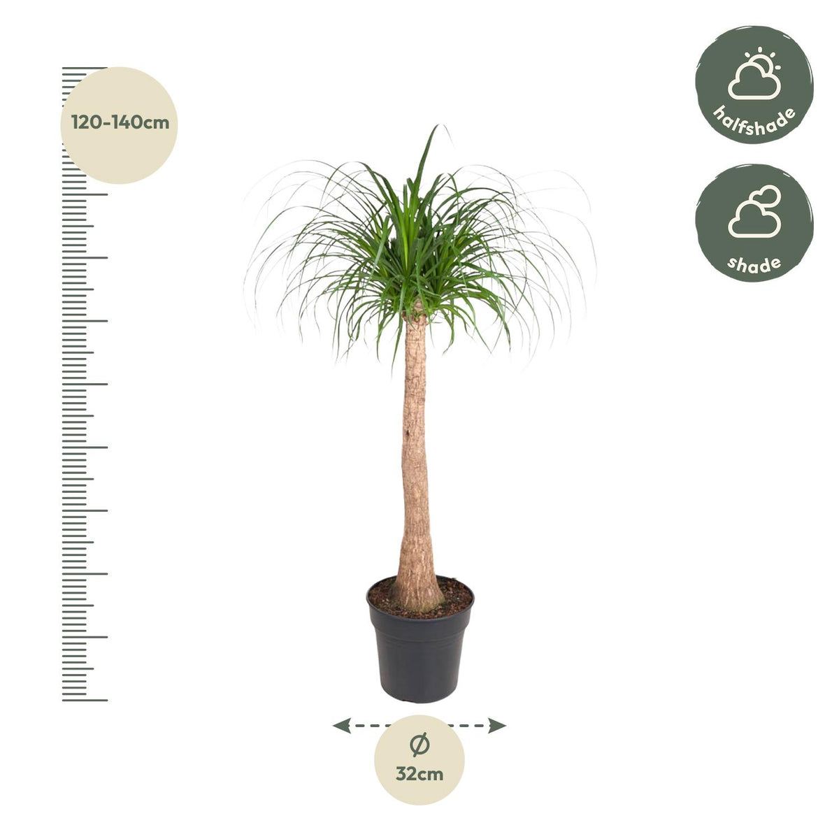 Beaucarnea stam - 120 cm - ø32