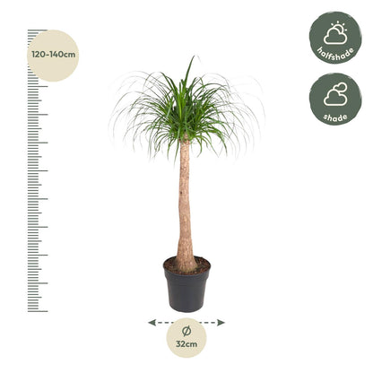 Beaucarnea stam - 120 cm - ø32