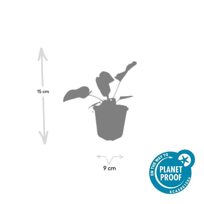 12x Phlomis russeliana - ↕10-25cm - Ø9cm