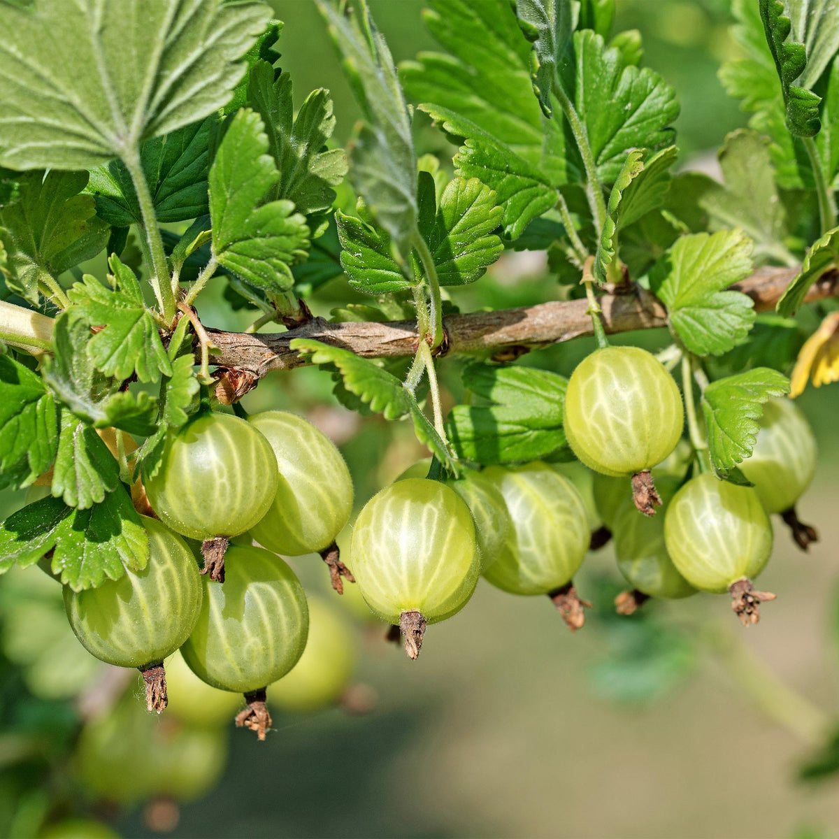 Fruitplant - Kruisbes - Ribes uva-crispa Invicta - Groene Bes - 2 planten -  Pot 11cm Hoogte 40cm