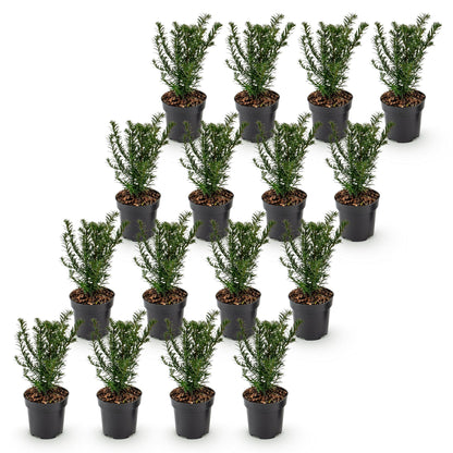 16x Taxus baccata - Venijnboom - Haagplanten - Groenblijvend - Groen - Pot 9cm - Hoogte 20-30cm