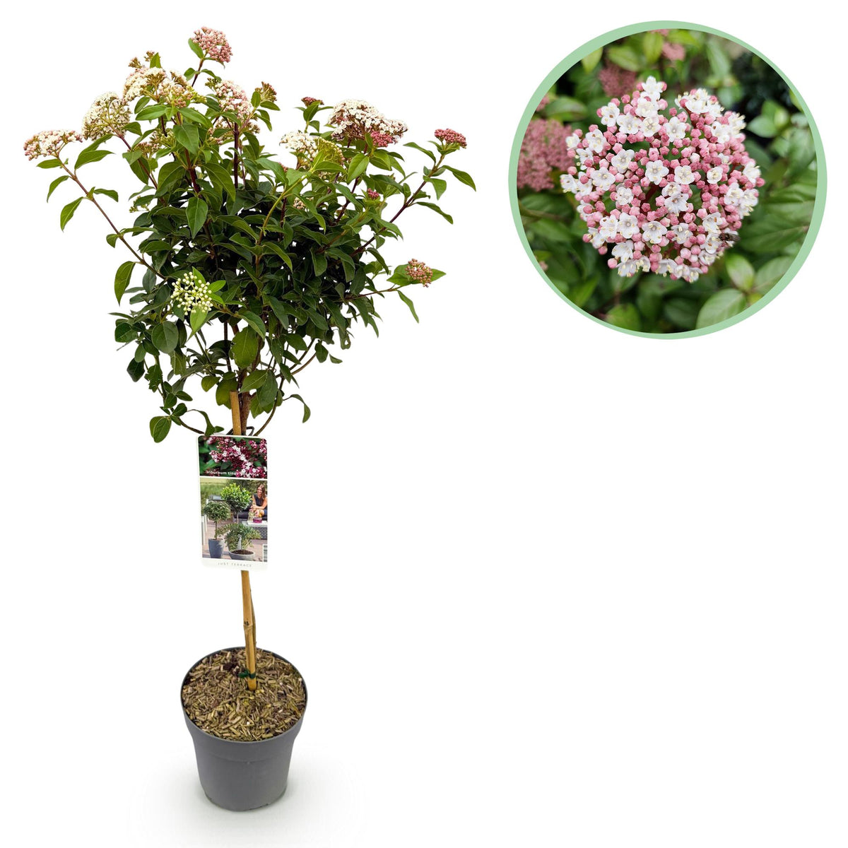 Plant op Stam - Viburnum tinus Eve Price - Terras Plant - Bladhoudend - Winterhard - Wit-Roze Bloem - Pot 19cm Hoogte 90cm