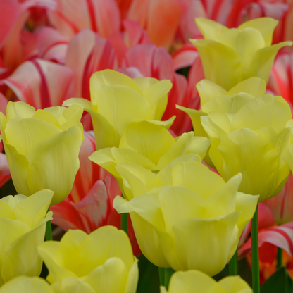 Tulpenbollen World Friendship – 20 Stuks | KH Bloembollen® | Lichtgele Tulp – Zacht, Vriendelijk & Elegant – Voor Tuin of Pot – Maat 11/12 – Vers van de Teler