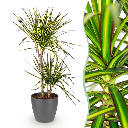 Kamerplanten - Dracaena Sunray - Drakenbloedboom - Weinig onderhoud - Groen - 1 Plant - met Potter Grijs - Pot 21cm - Hoogte 90-100cm