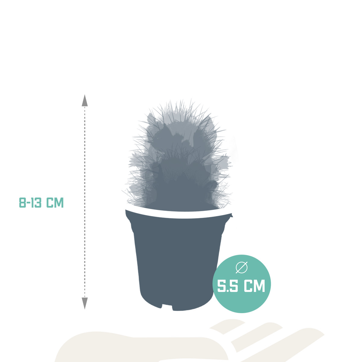 Cactus mix 5.5 cm - zonder pot bloeiend - 5x