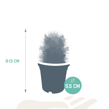 Cactus mix 5.5 cm - zonder pot bloeiend - 5x