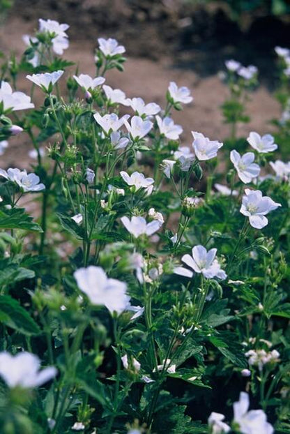 6x Geranium sang. 'Album' - ↕10-25cm - Ø9cm