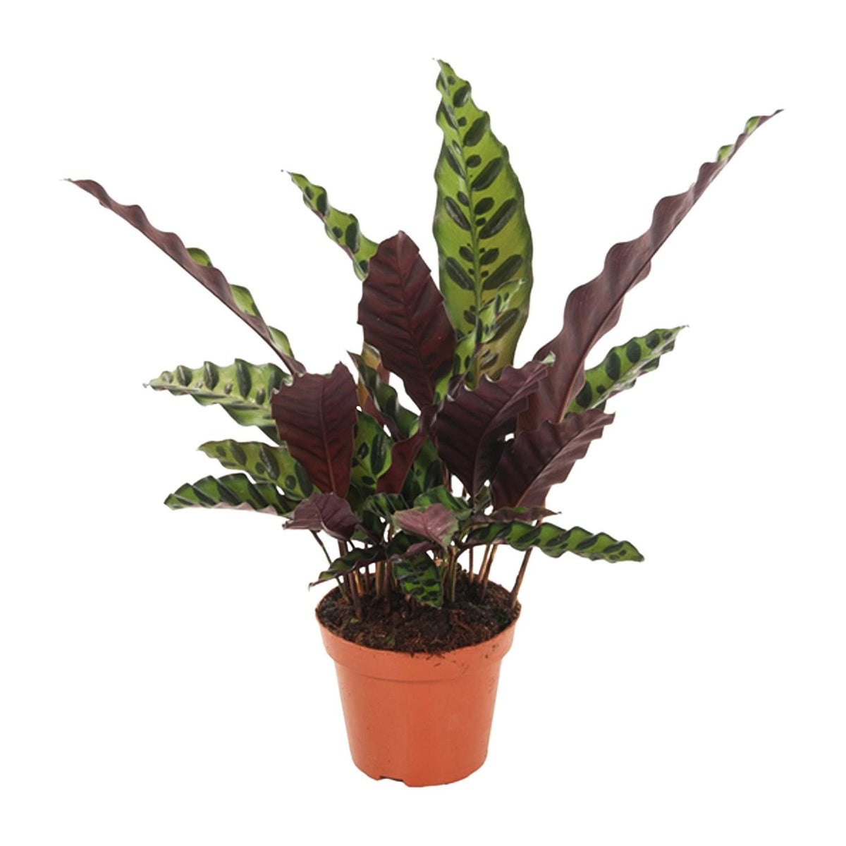 Calathea Insignis - Ø12cm - ↕30cm