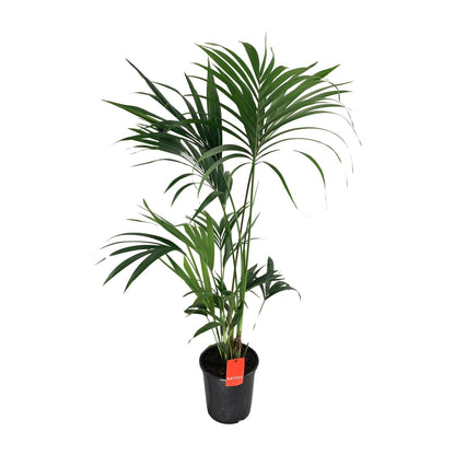 Howea Forsteriana - Ø24cm - ↕130cm