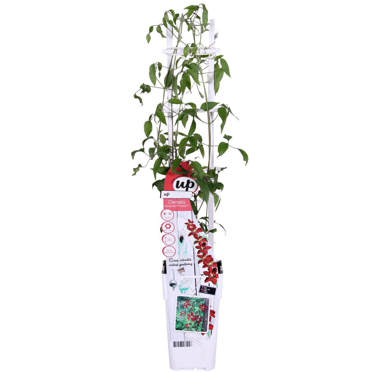 Clematis Nubia - Clematis Evison Rood - Ø15cm - ↕65cm - Ø15 - ↨65cm