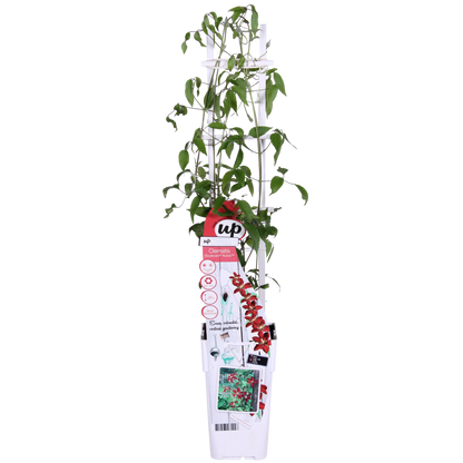 Clematis Nubia - Clematis Evison Rood - Ø15cm - ↕65cm - Ø15 - ↨65cm