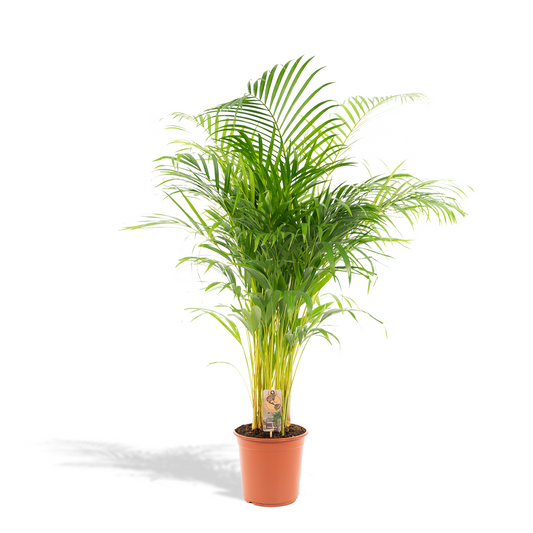 Areca palm - Ø21cm - ↕130cm