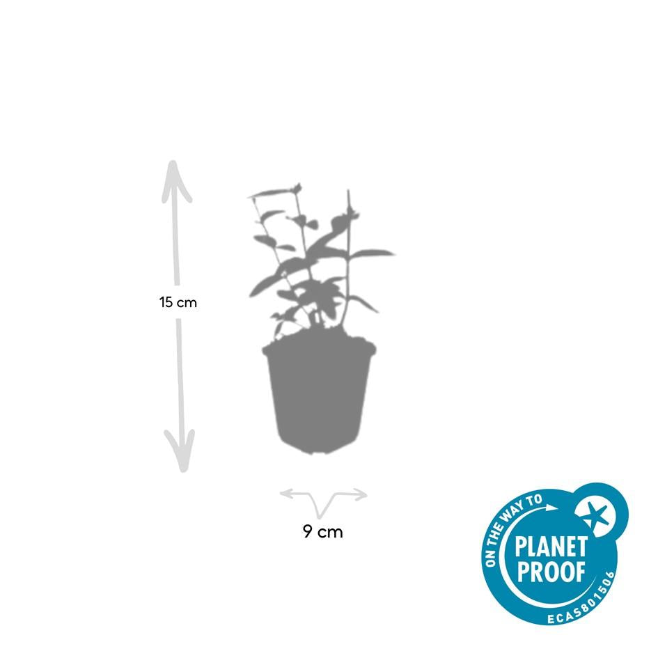 60x Hypericum inodorum 'Annebel' - ↕10-25cm - Ø9cm
