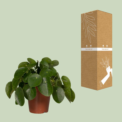 Pilea Peperomiodes - Pannekoekenplant - Ø15cm - ↕25cm
