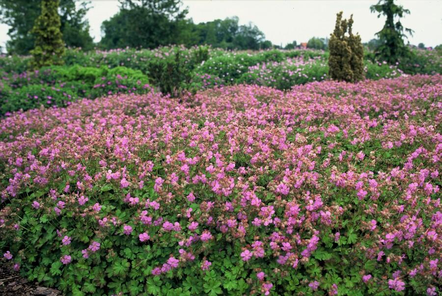 60x Geranium cant. 'Cambridge' - ↕10-25cm - Ø9cm