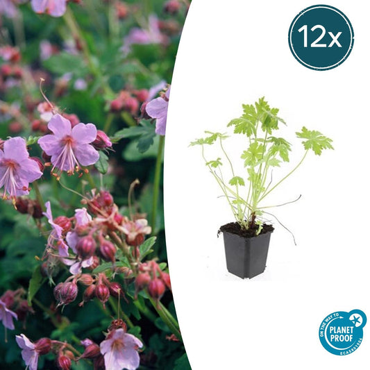 12x Geranium macrorrhizum - ↕10-25cm - Ø9cm