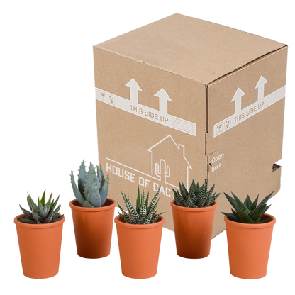 Gasteria/Haworthia mix 5,5cm - 5x - in terracotta pot