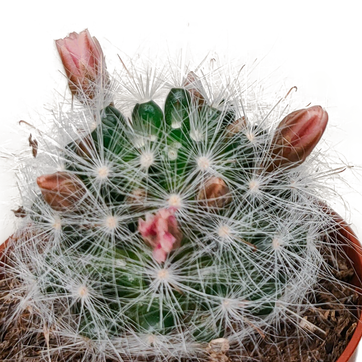 Cactus mix 5.5 cm - zonder pot bloeiend - 5x