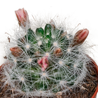 Cactus mix 5.5 cm - zonder pot bloeiend - 5x