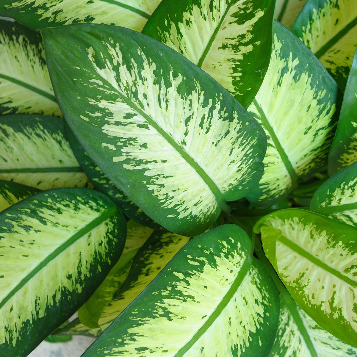 Green is... Kamerplanten - Diefenbachia Tropic Snow - Dieffenbachia - Weinig onderhoud - met mand - Groen - 1 Plant - Pot 21cm - Hoogte 90-100cm