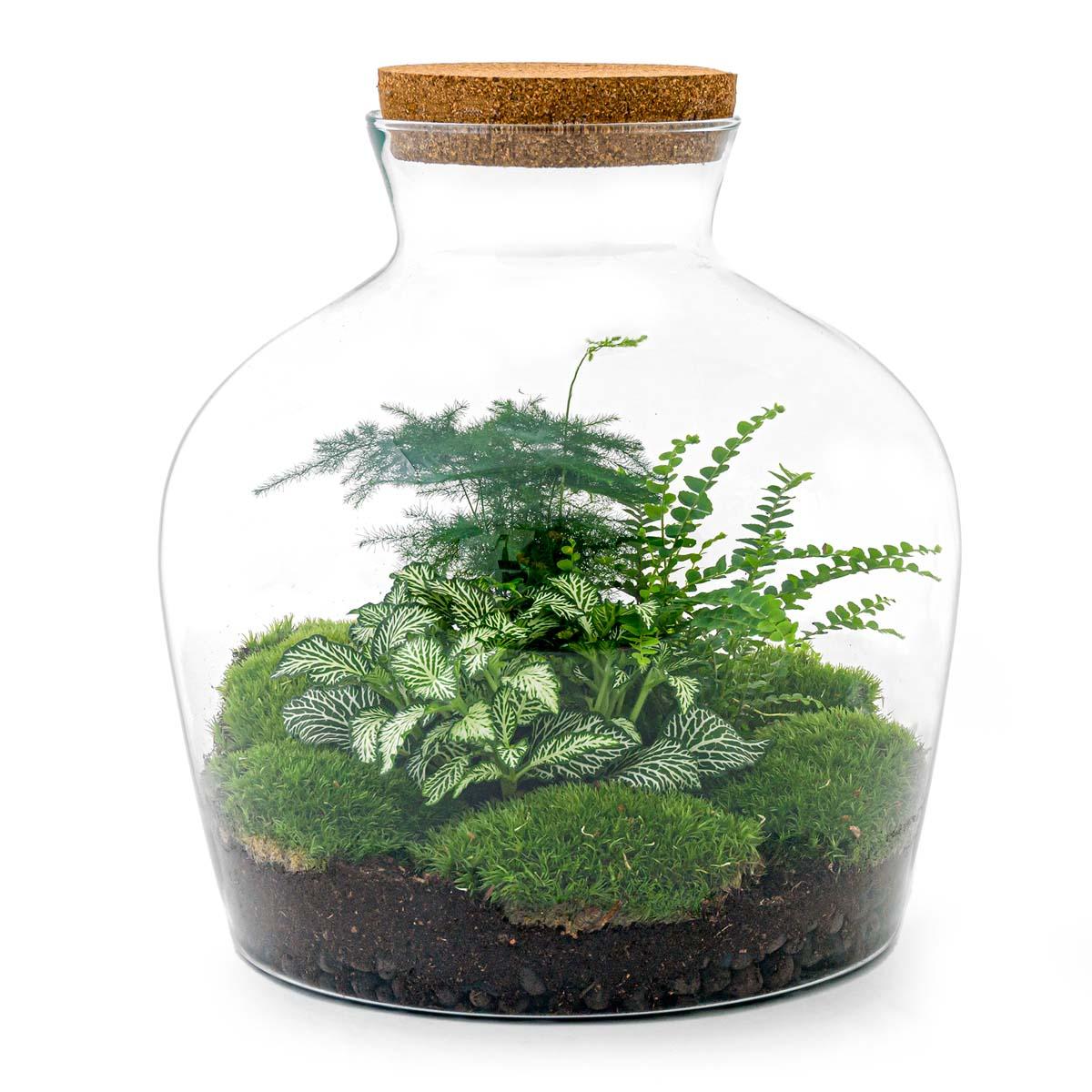DIY Planten terrarium met licht - Fat Joe Green - Ø 29 cm ↑ 30 cm - Rake + Shovel + Tweezer + Scissors