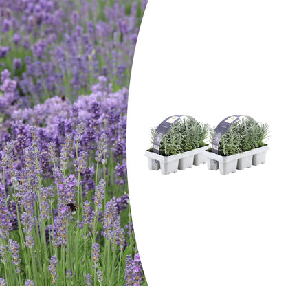 2x 6 pack Lavendel angustifolia - Ø7 cm - ↕15 cm