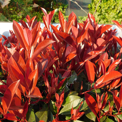 Haagplanten - Photinia fraseri Red Robin - groen rood  - 6 planten - 1 strekkende meter - groenblijvend - pot 17cm hoogte 50cm