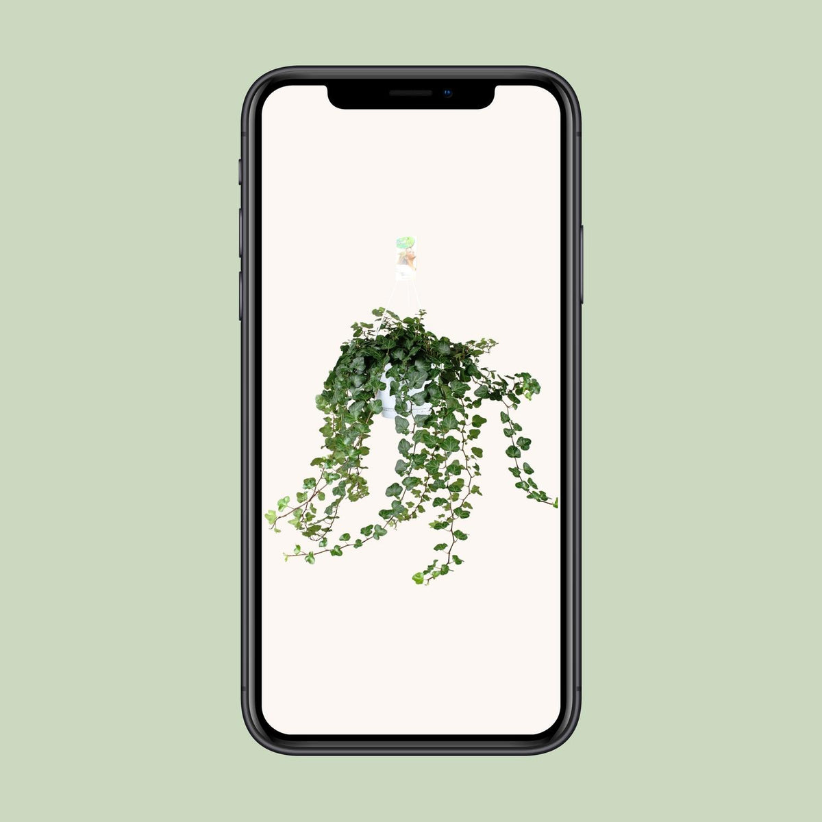 Hedera Wonder Green - Ø24cm - ↕70cm - Ø17 - ↨70cm