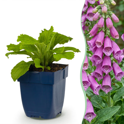 Vasteplant - Digitalis purp. Dalmatian Purple - Vingerhoedskruid - Schaduw - Paars - 6 Planten - Pot 11cm - Hoogte 15-25cm