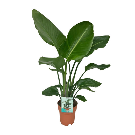 Strelitzia Nicolai - Paradijsvogelplant - Ø19cm - ↕90cm