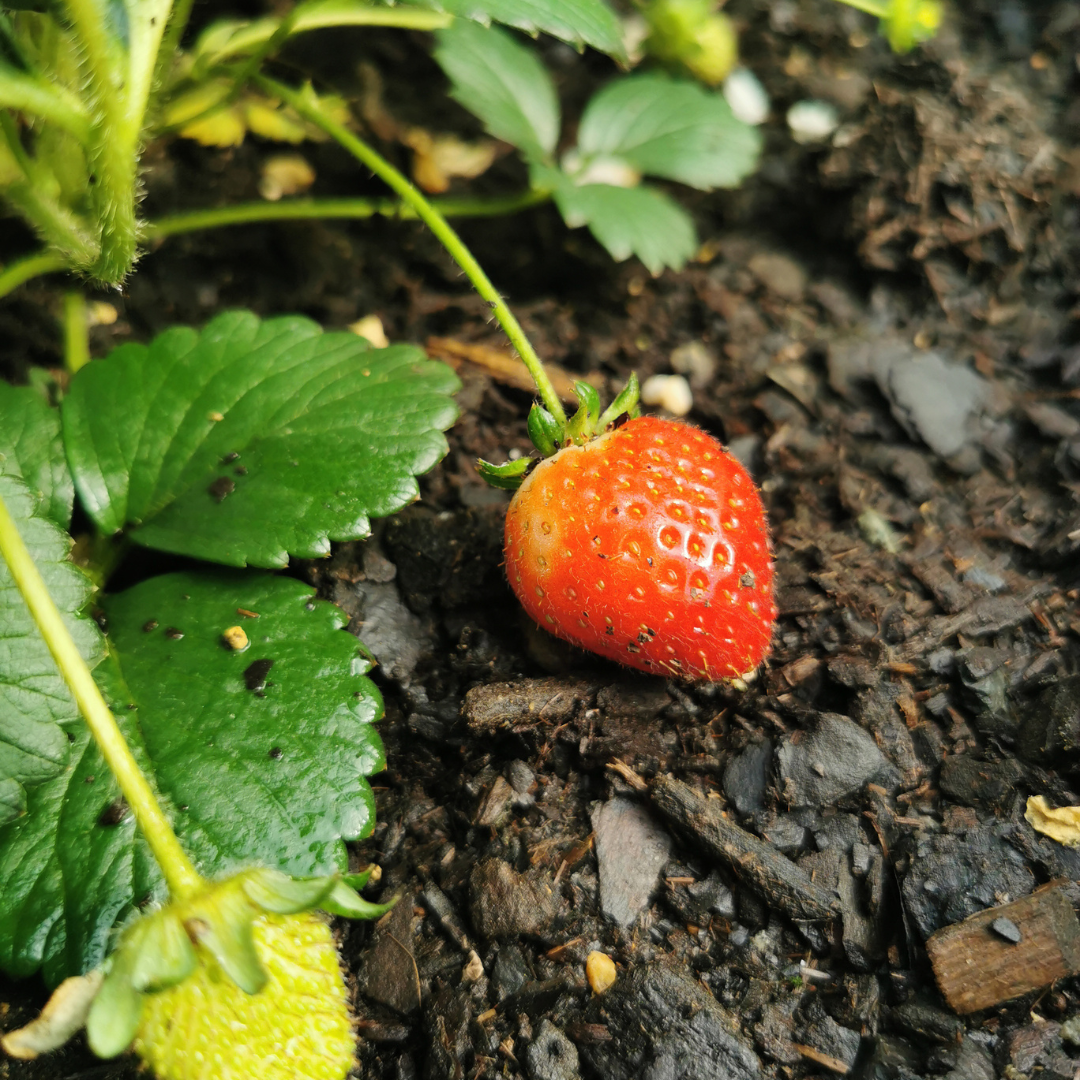 Aardbeien 6 pack (Fragaria) 100% biologisch 12x