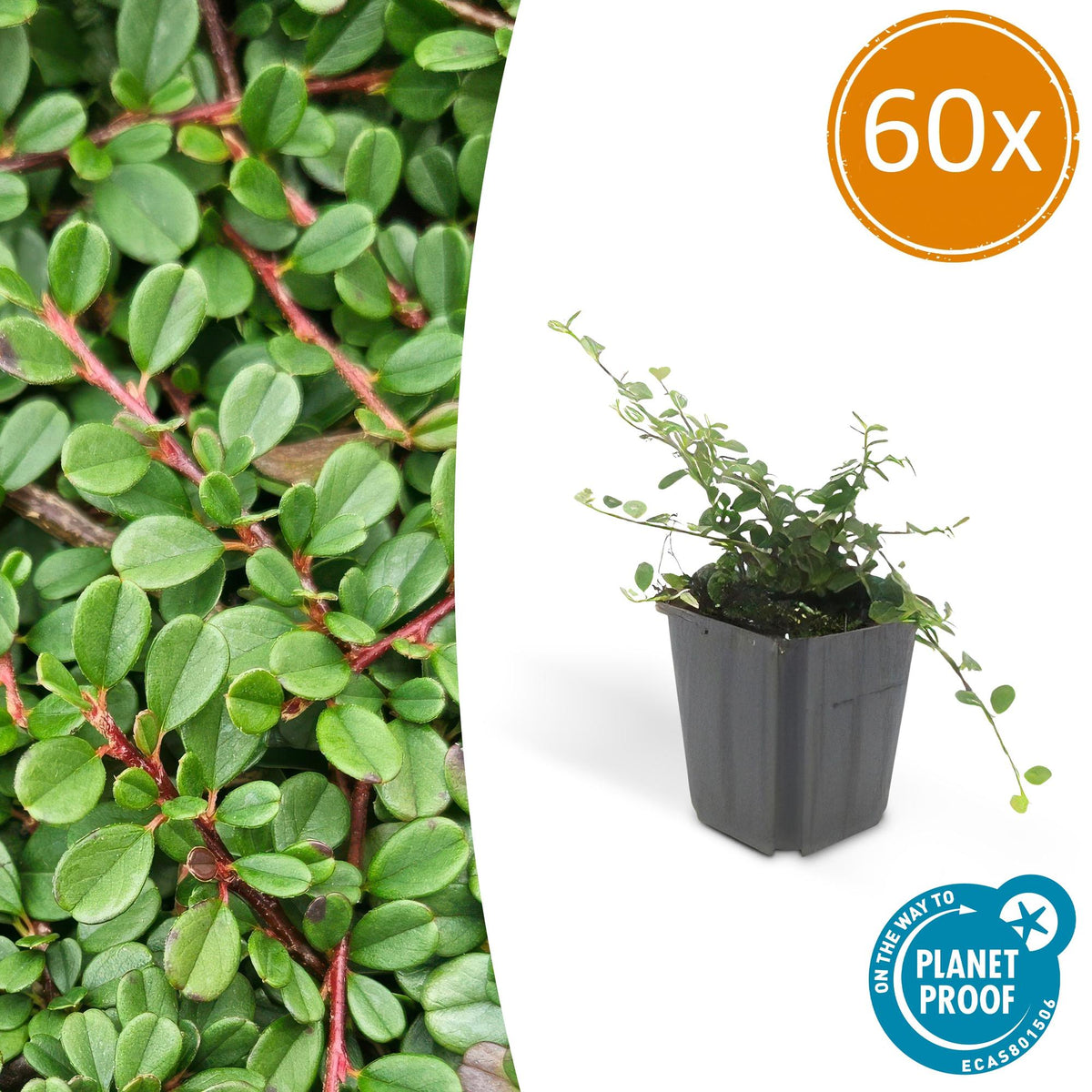 60x Cotoneaster pr. 'Streib's Findling' - ↕10-25cm - Ø9cm