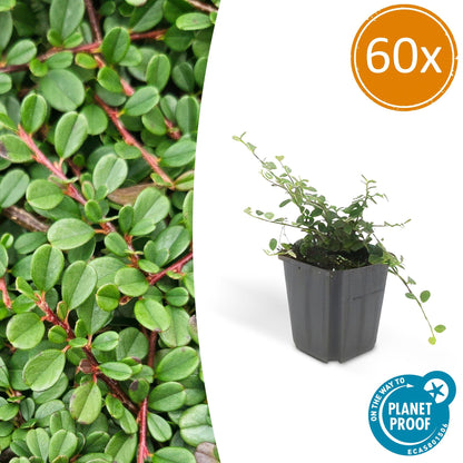 60x Cotoneaster pr. 'Streib's Findling' - ↕10-25cm - Ø9cm