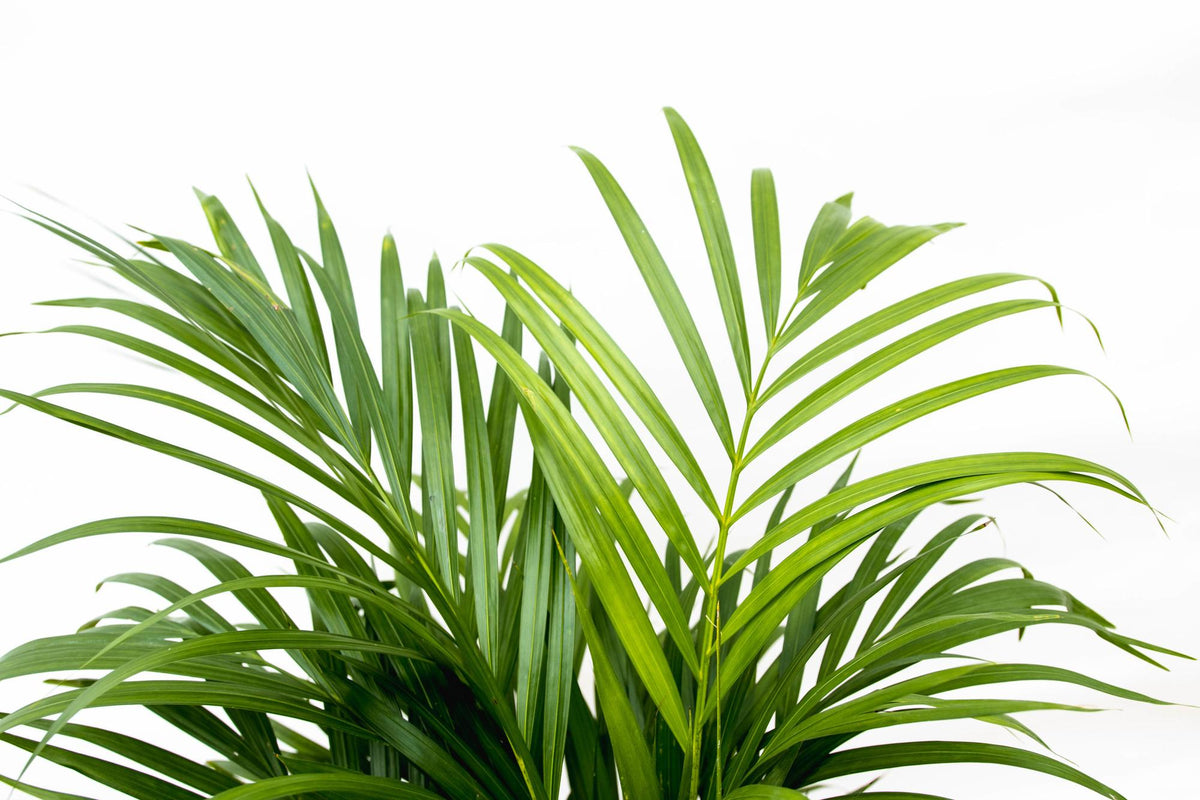 Dypsis Lutescens (Areca palm) 140 cm - ø21-24