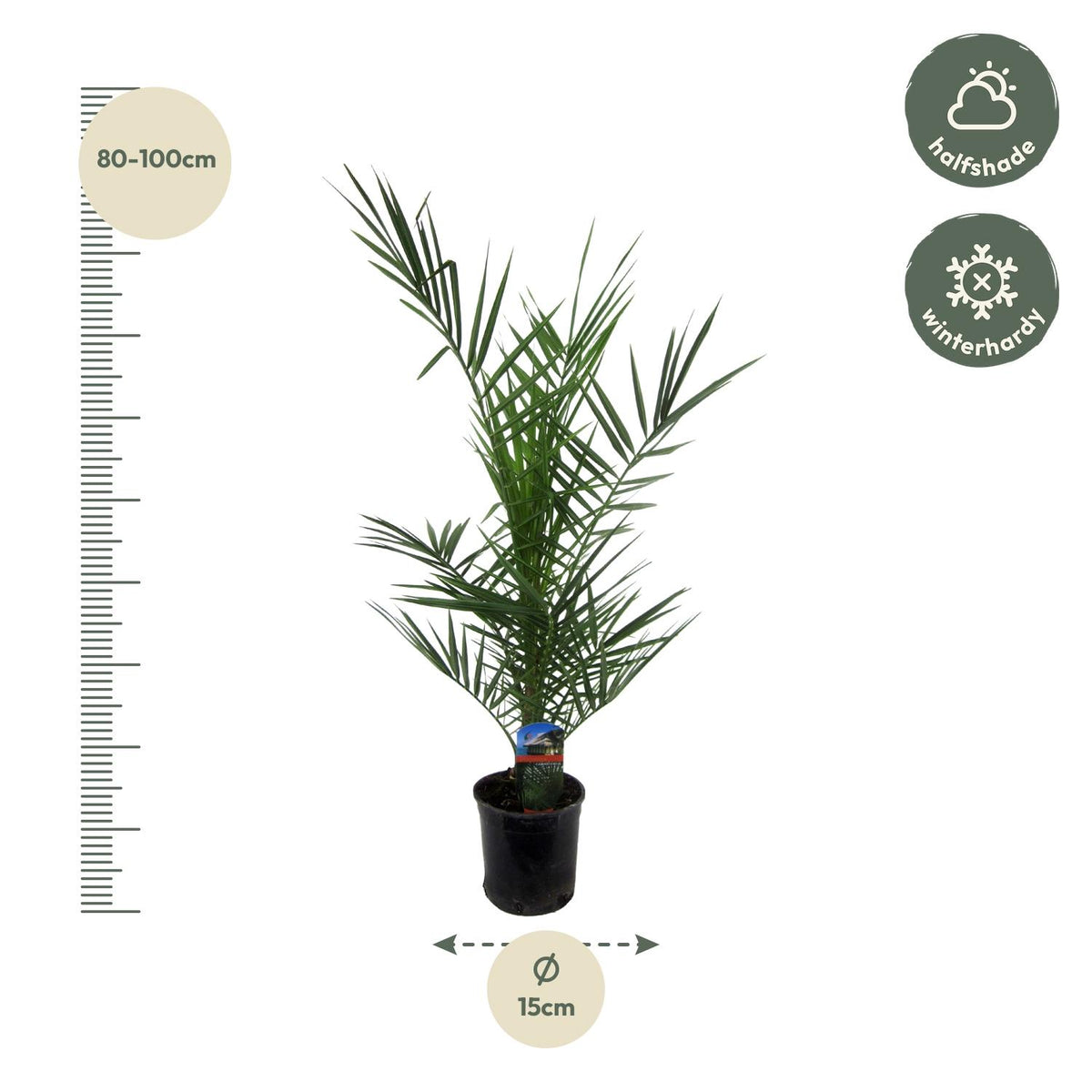 Phoenix Canariensis - 80 cm - Ø14cm
