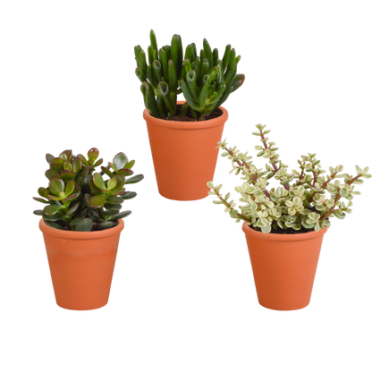 Crassula mix 8.5 cm - 3x - in terracotta pot