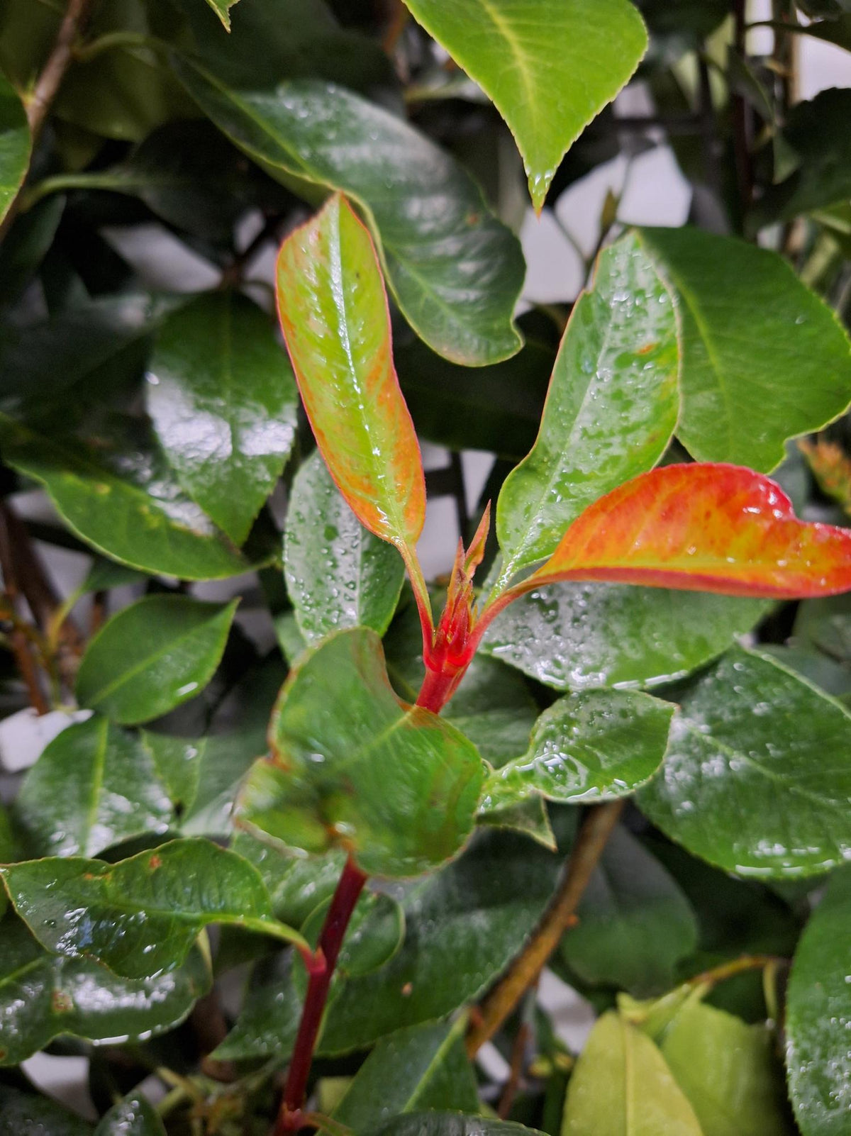 Photinia Fraseri 'Red Robin' - Glansmispel - Kant-en-Klaar Haag - 120 x 180 cm