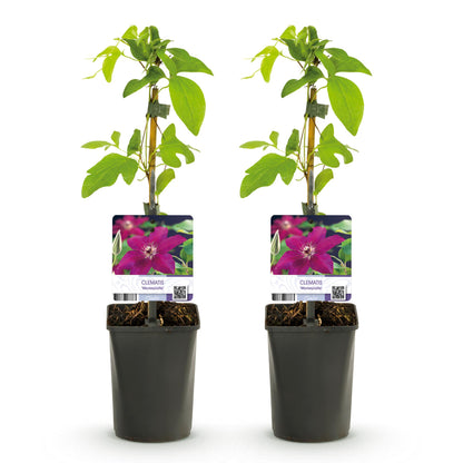 Klimplant - Clematis Westerplatte - Bloem Rood - Weinig onderhoud -2 planten -  Pot 11cm Hoogte 40cm