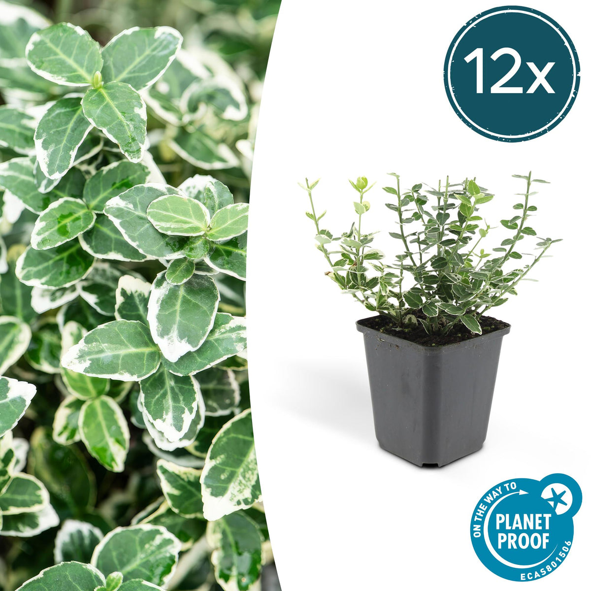 12x Euonymus fort. 'Emerald Gaiety' - ↕10-25cm - Ø9cm