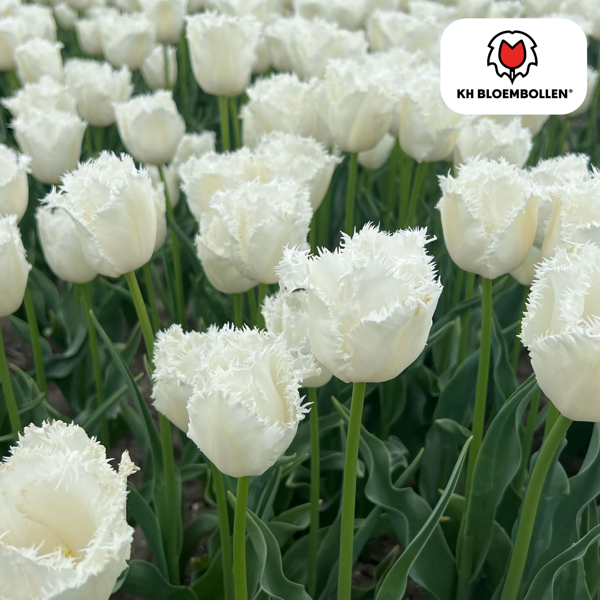 Tulpenbollen Honeymoon – 20 Stuks | KH Bloembollen® | Witte Kartelrand Tulp – Elegant & Uniek – Cadeau voor Tuin of Pot – Maat 11/12 – Vers van de Teler!