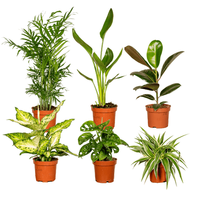 Verrassingsbox - Ø12cm - ↕25cm - x6