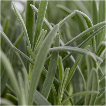 2x 6 pack Lavendel angustifolia - Ø7 cm - ↕15 cm