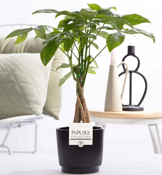 Pachira Aquatica In P&PURE Ceramics Liv - Ø12cm - ↕45cm