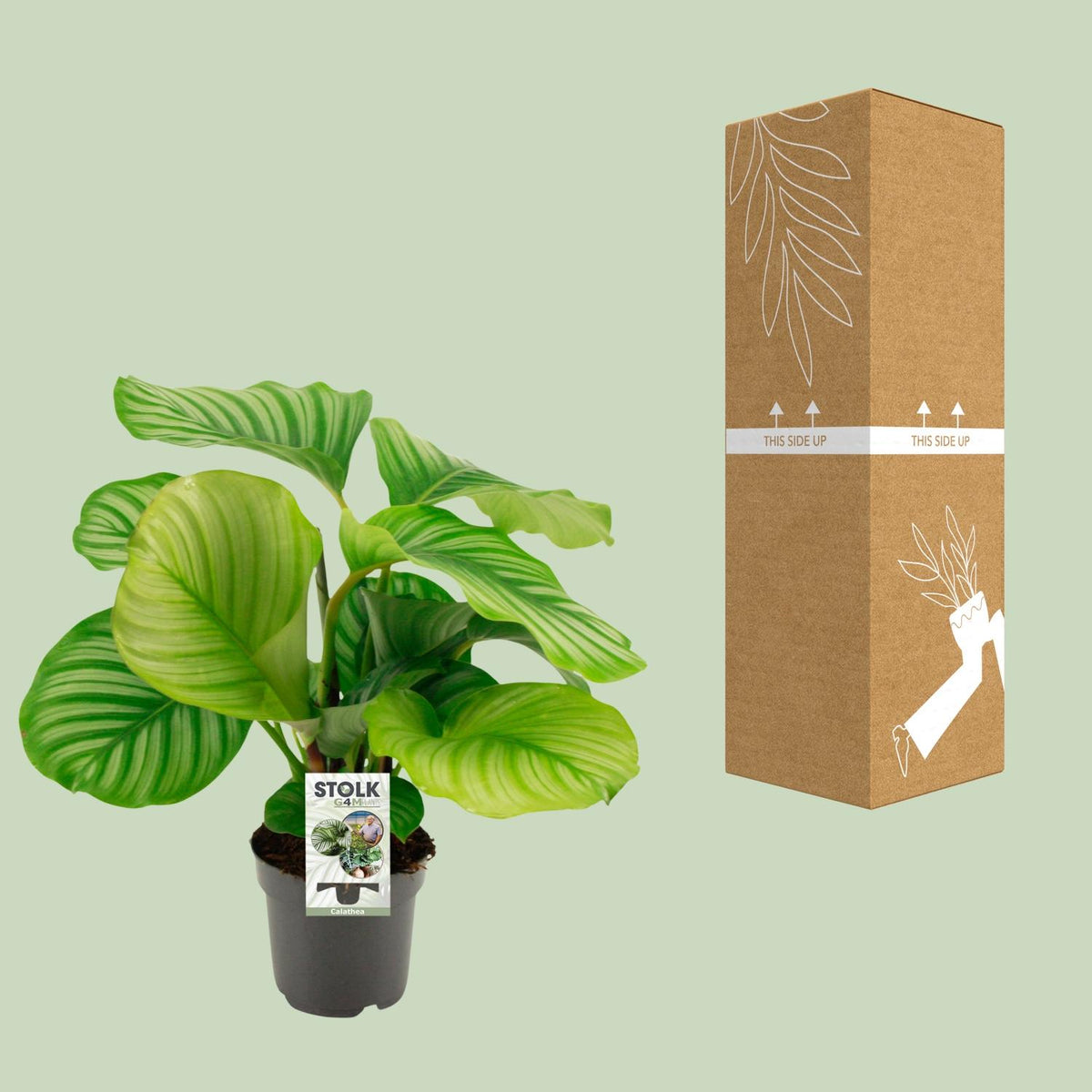 Calathea Orbifolia - Ø14cm - ↕50cm