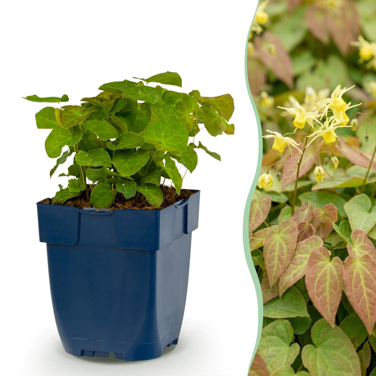 Vasteplant - Epimedium perralch. Frohnleiten - Elfenbloem - Schaduw - Geel - 6 Planten - Pot 11cm - Hoogte 15-25cm