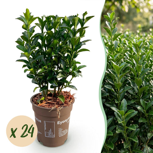 24x Euonymus japonica Green Spire - Kardinaalsmuts - Haagplanten - Groenblijvend - Groen - Pot 9cm - Hoogte 20-25cm