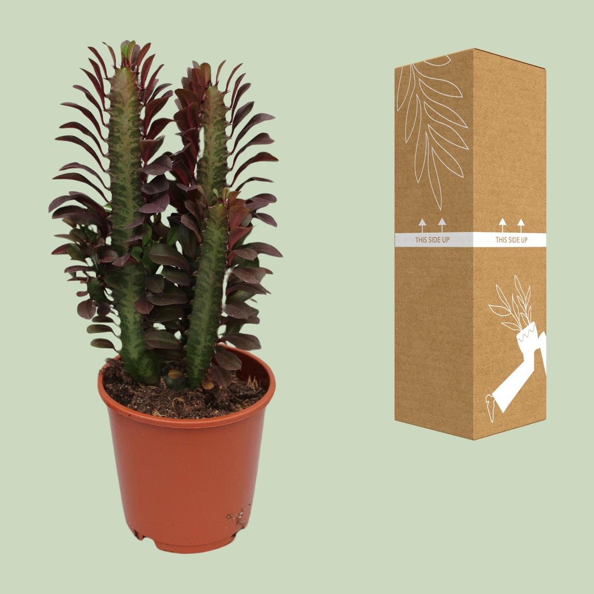 Euphorbia Trigona Rubra - Ø12cm - ↕40cm