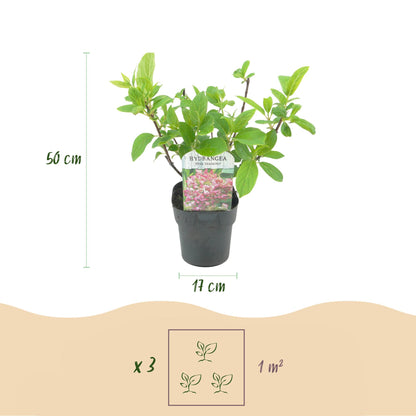 Pluim Hortensia - Hydrangea panniculata Pink Diamond - Bloem Wit Roze  - 1 Plant - Bladverliezend - Grote Bloemen - Pot 17cm Hoogte 50cm